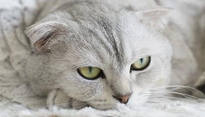 安吉最新公积金卡提取现金方法app方法分析(最方便真实的安吉公积金卡怎样从手机里取出来?方法)